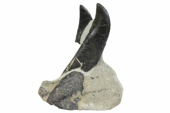 Rooted, Allosaurus Tooth With Associated Tooth & Bone #152219